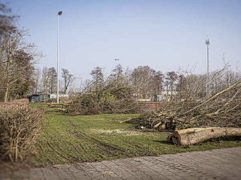 Donderzwam en slechte staat bomen zorgen voor massale kap AV Edam terrein